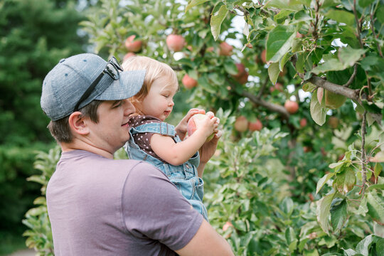 A dad and his girl toddler pick apples from a tree at an apple orchard