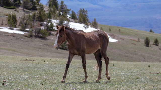 Young chestnut bay wild horse stallion in the western United States