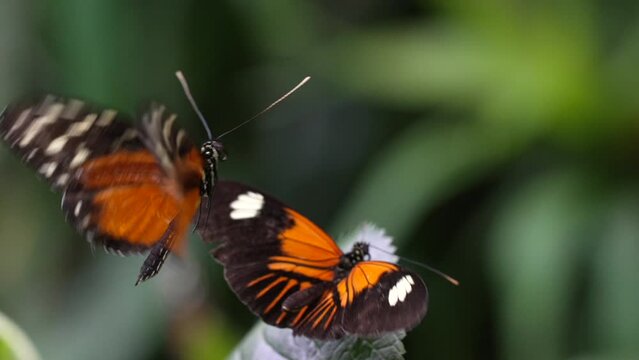 This close up macro video shows jungle butterflies hovering in slow motion.