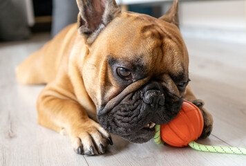 French bulldog puppy playing with orange ball at home. Close up portrait