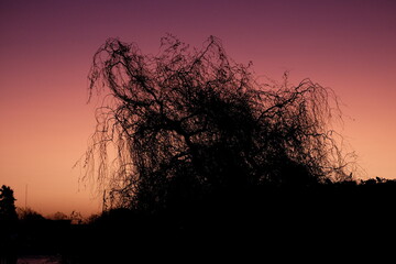 afternoon tree dark creepy