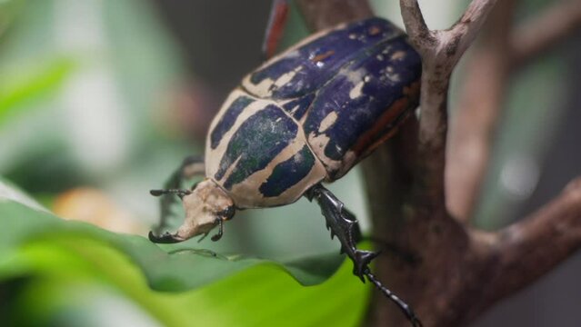This close up video shows a large Goraiasuootsunohanamuguri blue goliath beetle climbing on a branch.