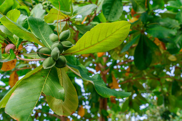 Wild almond on the beach in the Dominican Republic. Nuts almonds.