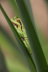 Male of European tree frog (hyla arborea) sitting on a cattail leaf waiting for females during breeding season. Wildlife unicolor macro take
