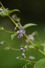  Kariganesou (Tripora Divaricata (Maxim.) P.D.Cantino),  perennial herbs classified in the Perilla family 
