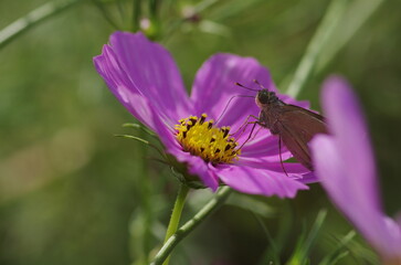 Ichimonjiseseri (Parnara guttata) , a species of butterfly belonging to the family Lepidoptera (Lepidoptera)