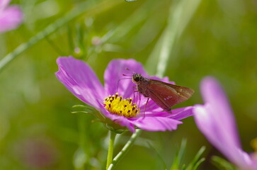 Ichimonjiseseri (Parnara guttata) , a species of butterfly belonging to the family Lepidoptera (Lepidoptera)