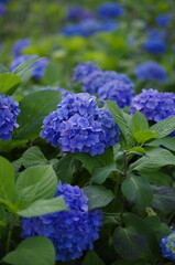 Blue Hydrangeas in the green