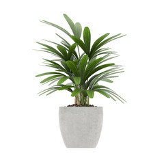 Plant, Plant PNG, Download Plant Transparent Background