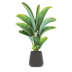 Plant, Plant PNG, Download Plant Transparent Background