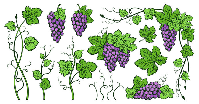 Grape bunches vine and leaves vintage set. Sketch ink hand drawn outline wine grapes. Antique engraving design berry. Sketches for wine packing, label, pattern, menu, invitation card, poster, cover