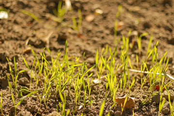 Defocus sunset at cultivated land in the countryside on a summer evening with sunny background. Landscape. Out of focus
