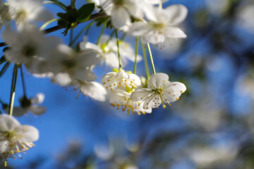 Defocus fresh spring branches of cherry tree with flowers, natural floral seasonal easter background. Beautiful blossoming tree. Blue sky. Greenery springtime closeup. Sunshine. Out of focus