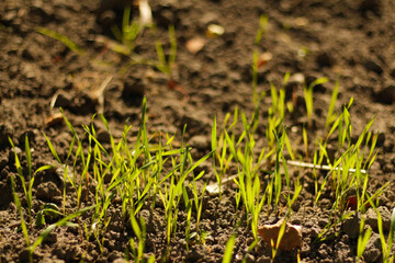 Defocus sunset at cultivated land in the countryside on a summer evening with sunny background. Landscape. Agriculture spring. Out of focus