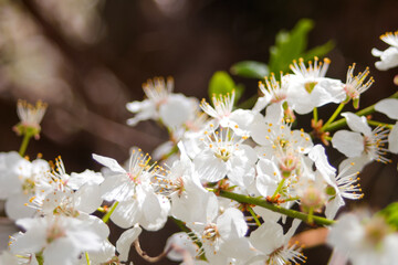 Defocus fresh spring branches of cherry tree with flowers, natural floral easter background. White blossoming tree. Copy space. Spring banner. Greenery blurred closeup. Panorama. Out of focus