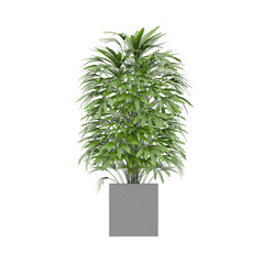 Plant, Plant PNG, Download Plant Transparent Background