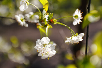 Defocus fresh spring branches of cherry tree with flowers, natural floral seasonal easter background. Beautiful blossoming tree. Bokeh. Greenery spring closeup. Out of focus