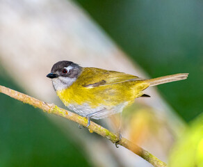 Common Chlorospingus perched on a tree branch