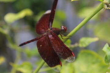 Red dragonfly