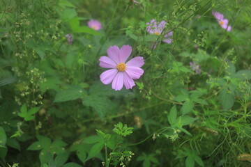 pink cosmos flower