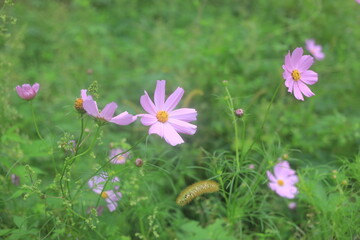 pink flowers in the grass