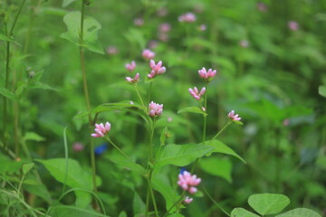 flowers in a field