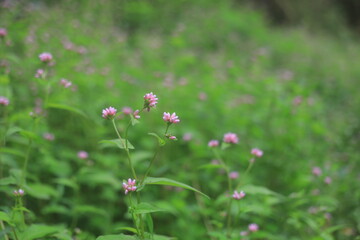 flowers in the field