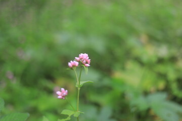 pink cosmos flower