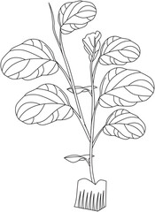 Ficus lyrata fiddle leaf vector icon black and white
