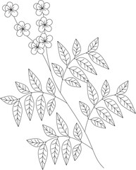 Senna alexandrina senna leaf vector icon black and white
