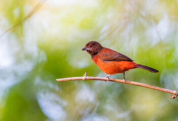 Crimson backed tanager perched on a branch