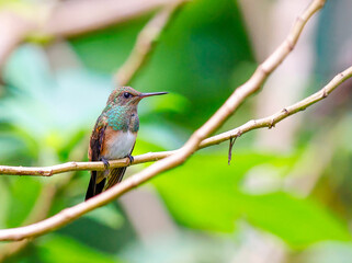 Snowy bellied hummingbird perched on a tree