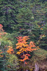 カラフルに色づいた秋の高山の林
