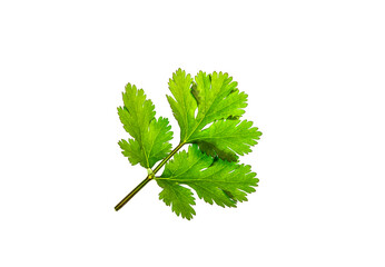 Cilantro leaf on White Background