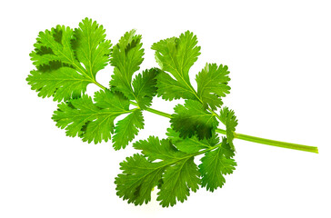 Cilantro leaf on White Background