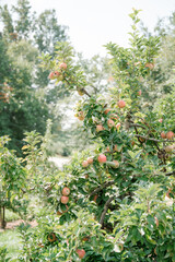 Fototapeta na wymiar Close up of an apple tree branch