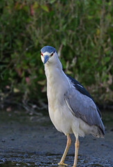Black-capped Night Heron