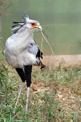 巣材を運ぶヘビクイワシのポートレート