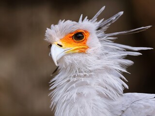 美しいヘビクイワシの顔のアップ