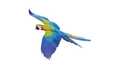 Catalina parrot isolated on white background. Vector Illustration