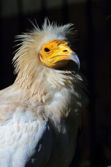 黒背景に浮かび上がるエジプトハゲワシ