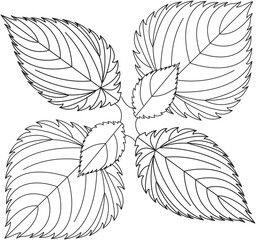 Urtica dioica nettle leaf vector icon black and white
