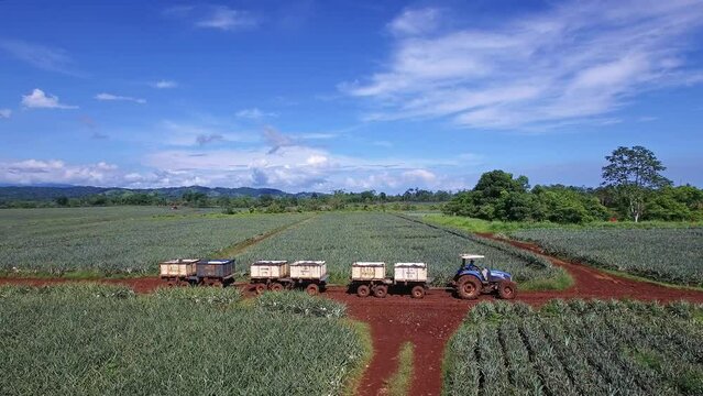 Farmer driving tractor along verdant fields for pineapple harvesting. Aerial sideways in Upala, Costa Rica