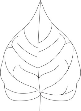 Ficus benghalensis banyan leaf vector icon black and white
