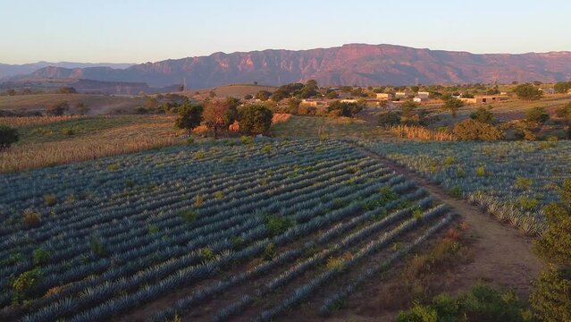 Drone Agave Tequila Mexico