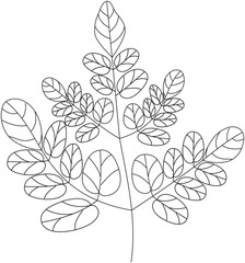 Moringa oleifera murungai leaf vector icon black and white
