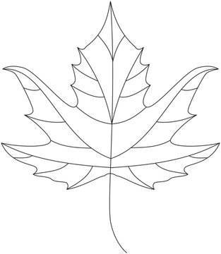 Oriental plane chinar leaf vector icon black and white
