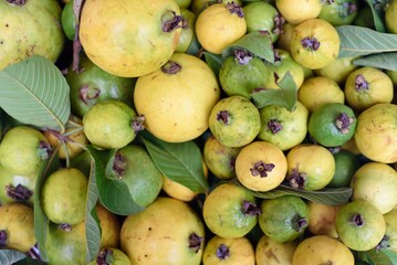 Many whole ripe guava fruits harvest in vietnam