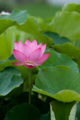 奈良　喜光寺の蓮　一輪