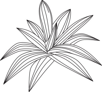 Tradescantia spathacea rhoeo leaf vector icon black and white
